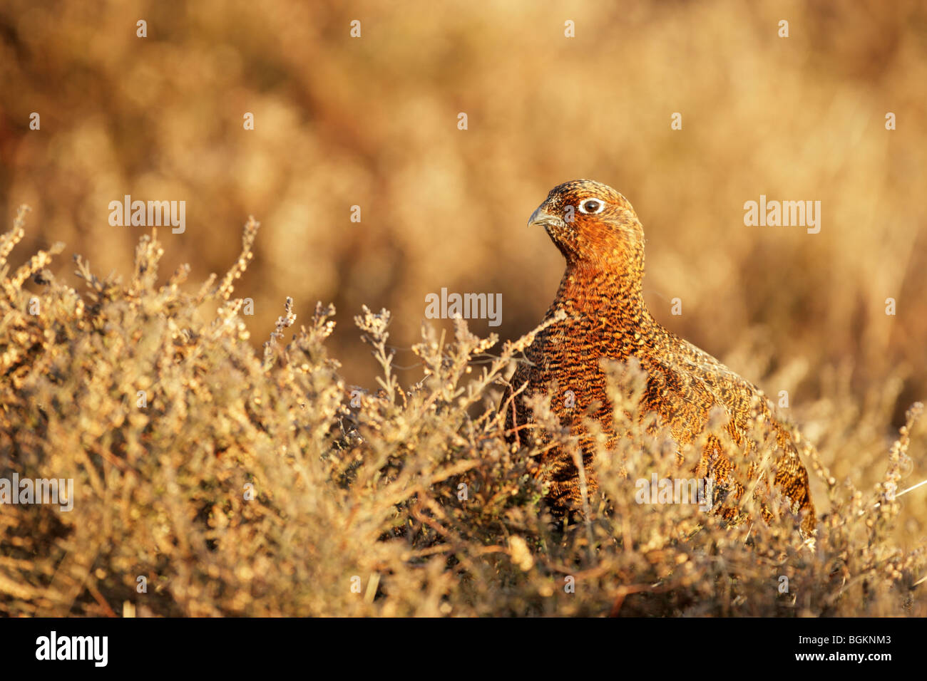 Weiblich Moorschneehuhn (Lagopus Lagopus Scotticus) unter den Rasen und Heidekraut in warmes Licht Stockfoto