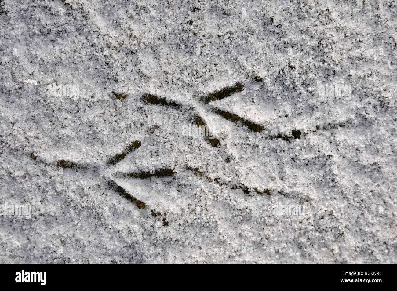Vogel-Spuren im Schnee Stockfoto