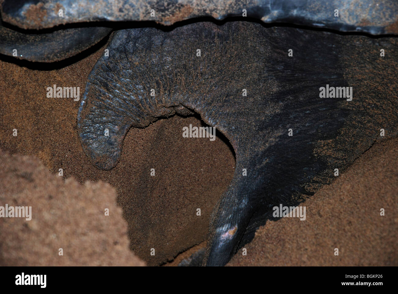 Lederschildkröte Eiablage auf den Strand von Awala Yalimapo Details der Beine und machen Loch Verschachtelung Stockfoto