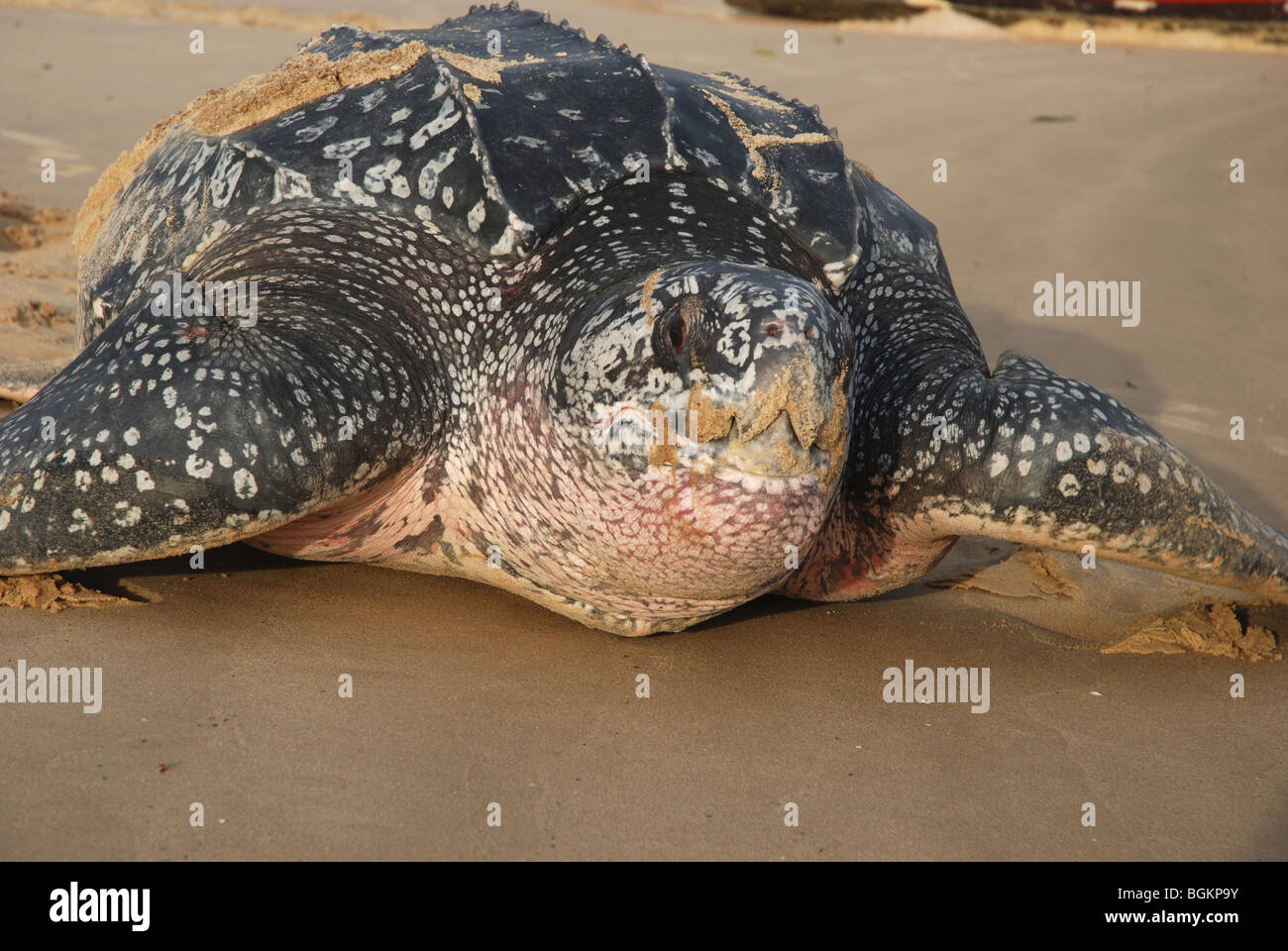 Lederschildkröte nach der Eiablage immer wieder Meer Stockfoto