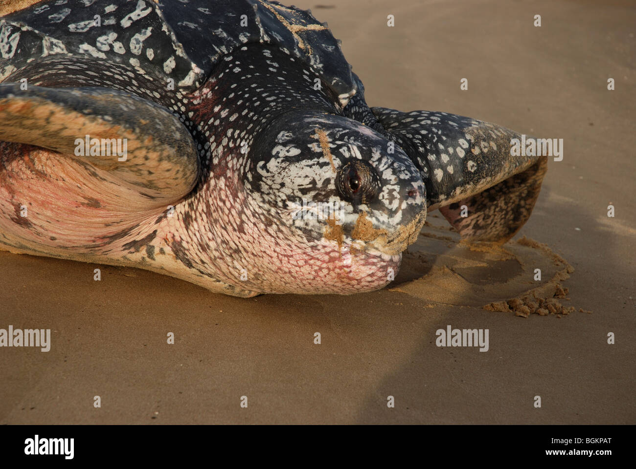 Lederschildkröte nach der Eiablage immer wieder Meer Stockfoto