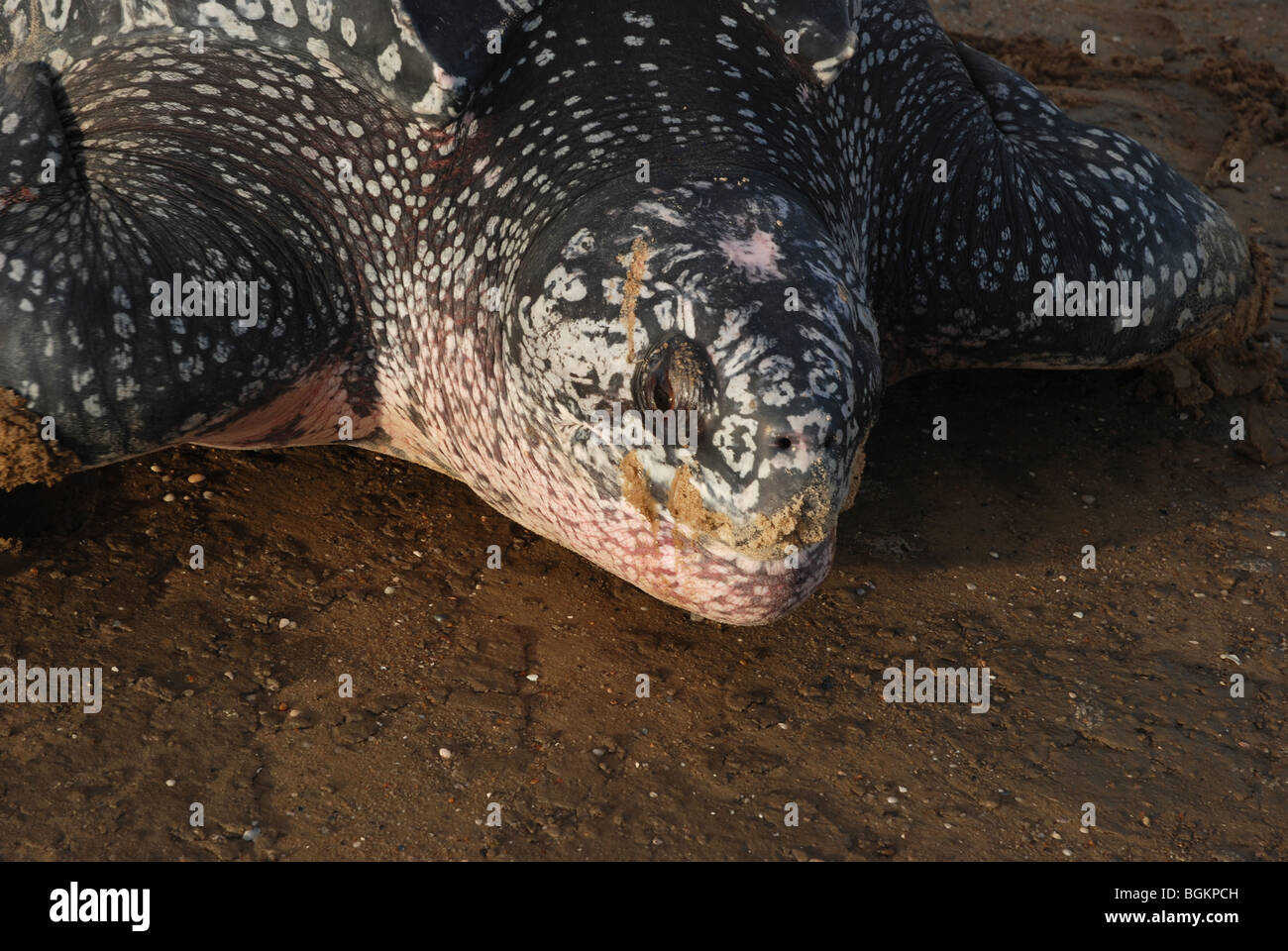 Lederschildkröte nach der Eiablage immer wieder Meer Stockfoto