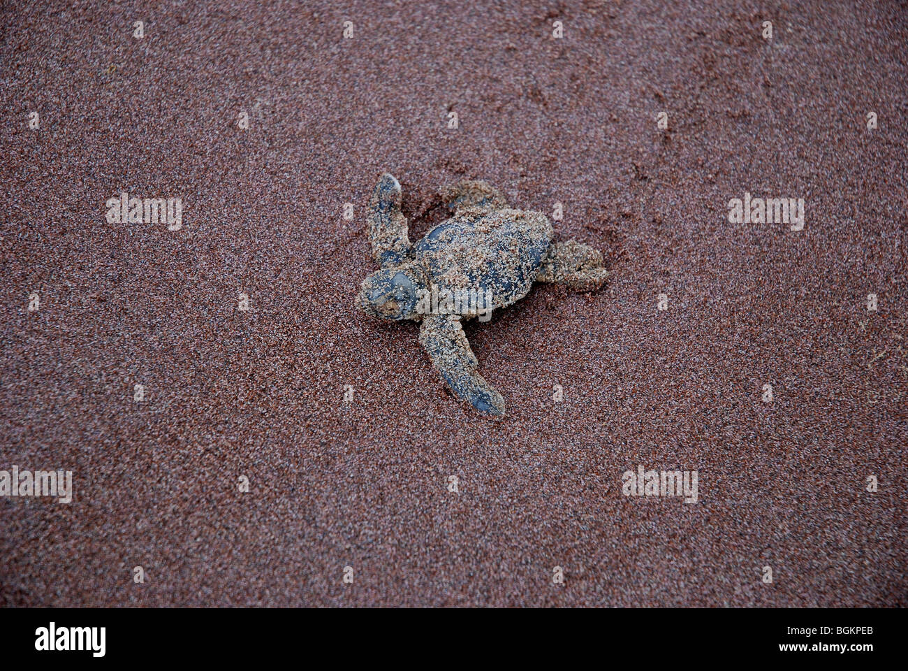 Baby Lederschildkröte schlüpften nur auf dem sand Stockfoto