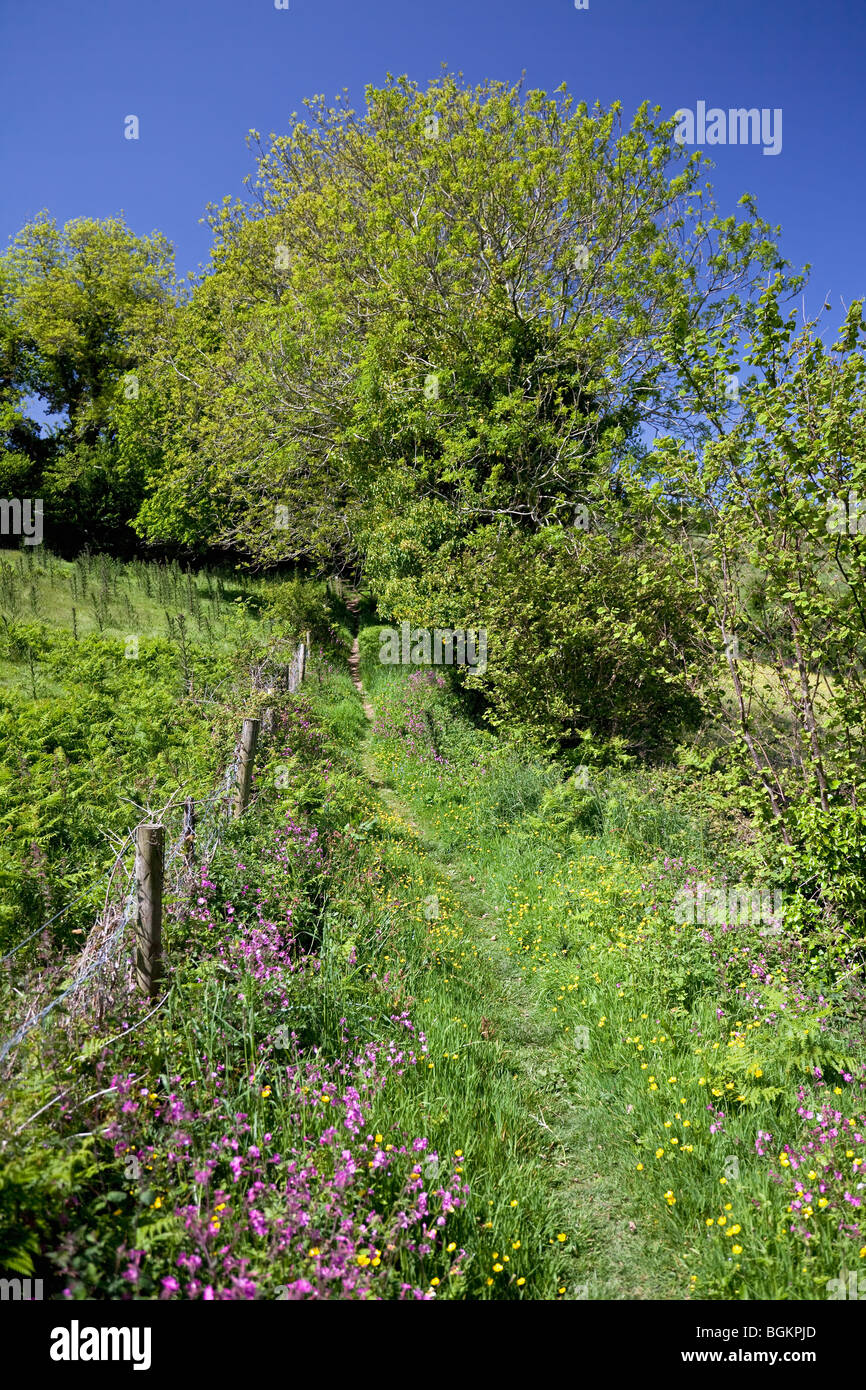 Ein öffentlicher Fußweg in der Nähe von Dittisham durch Glorious Spring Wild Flowers, South Hams, Devon, England, Großbritannien Stockfoto