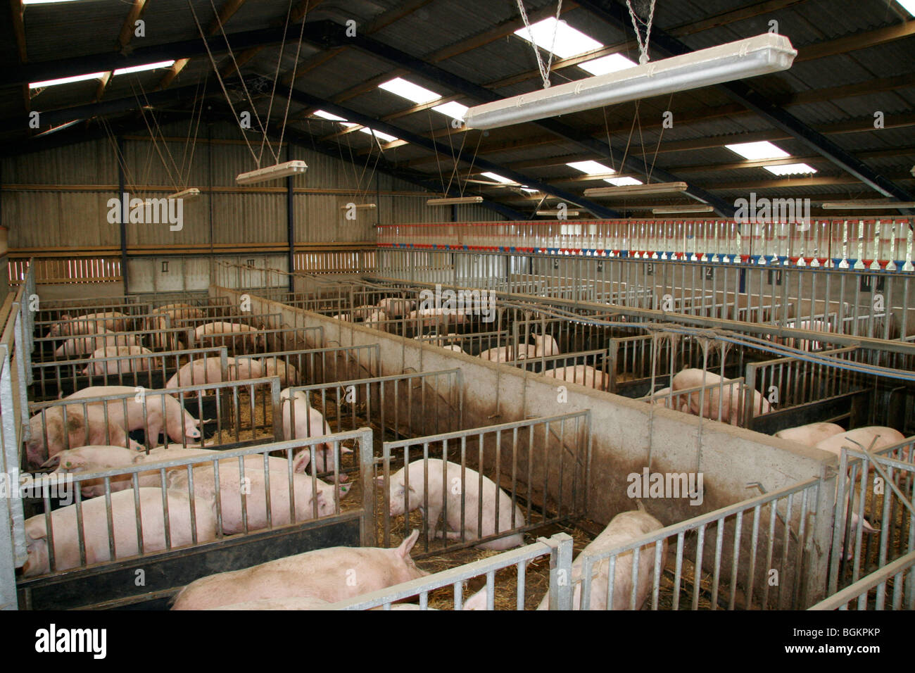 Schweine In einem Stall Schwein Stockfoto