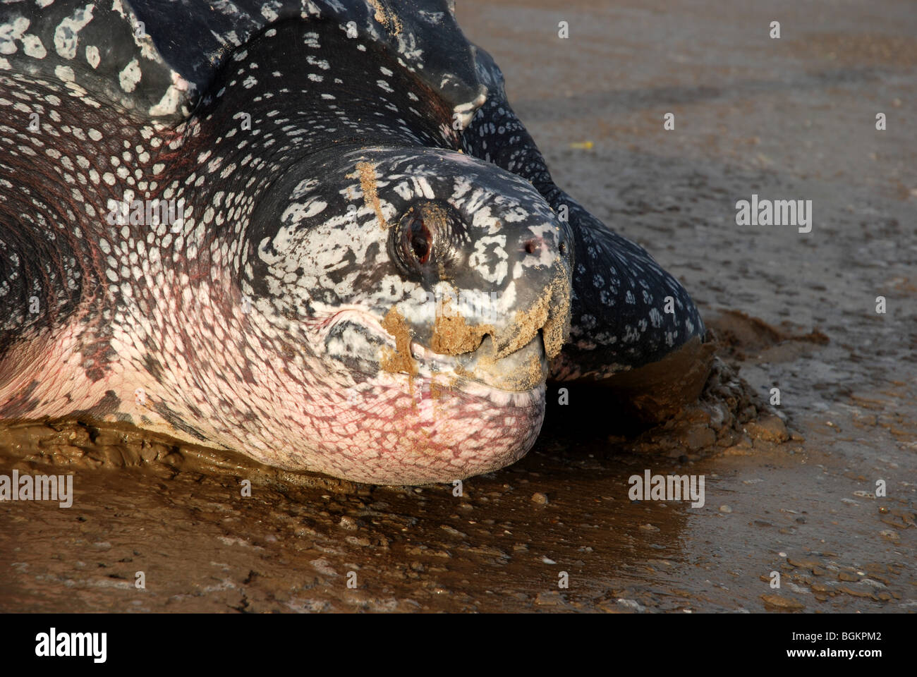 Lederschildkröte nach der Eiablage immer wieder Meer Stockfoto