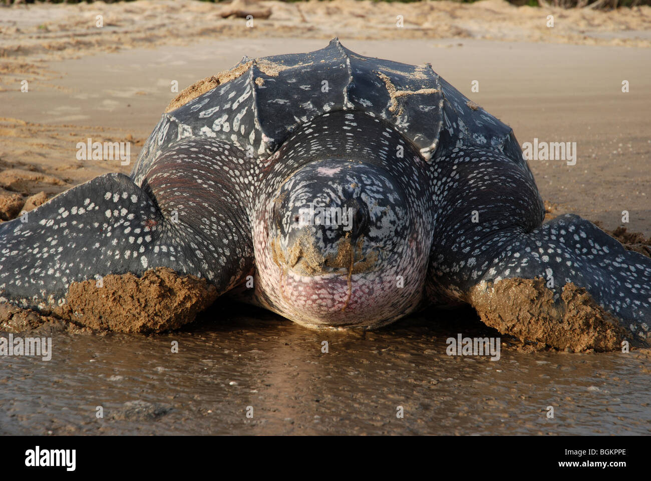 Lederschildkröte nach der Eiablage immer wieder Meer Stockfoto