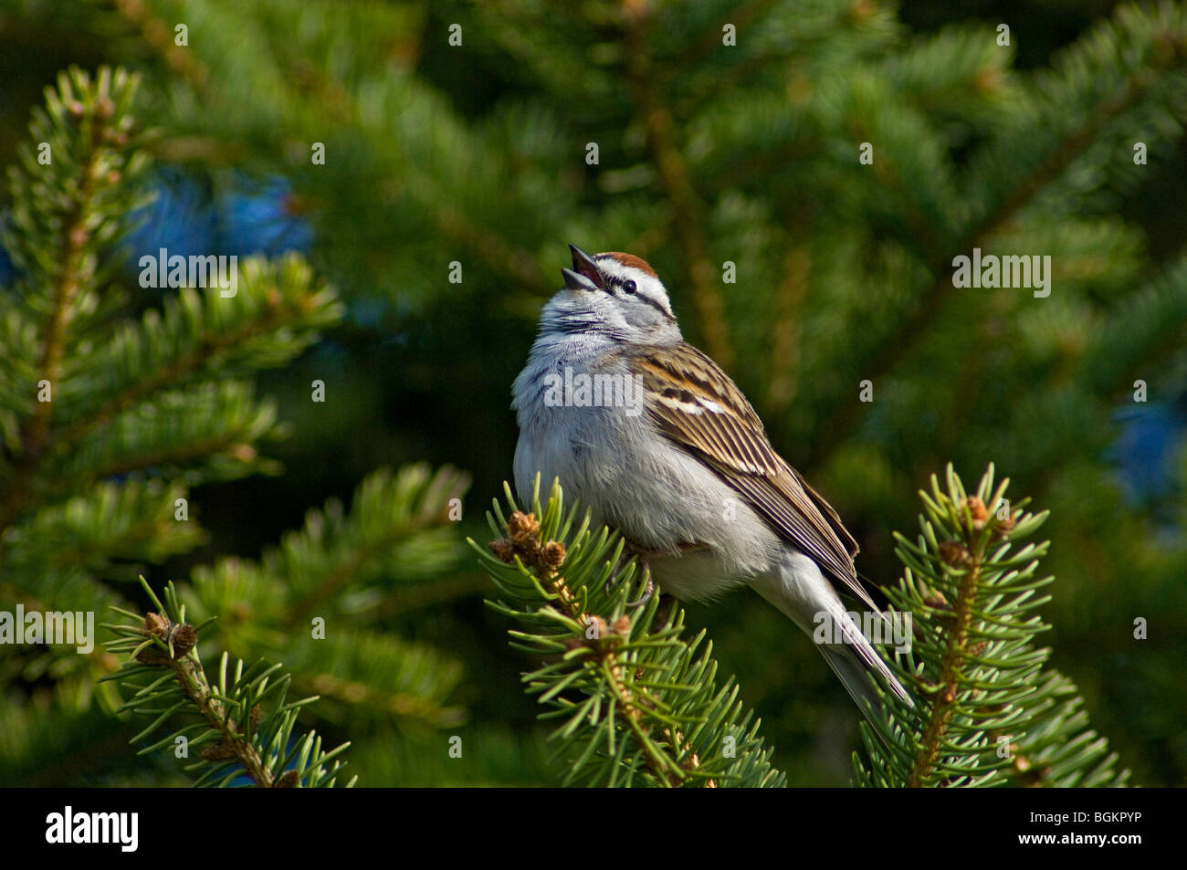 Chipping Sparrow (Spizella Passerina) männlichen Gesang im Frühjahr Ontario Stockfoto