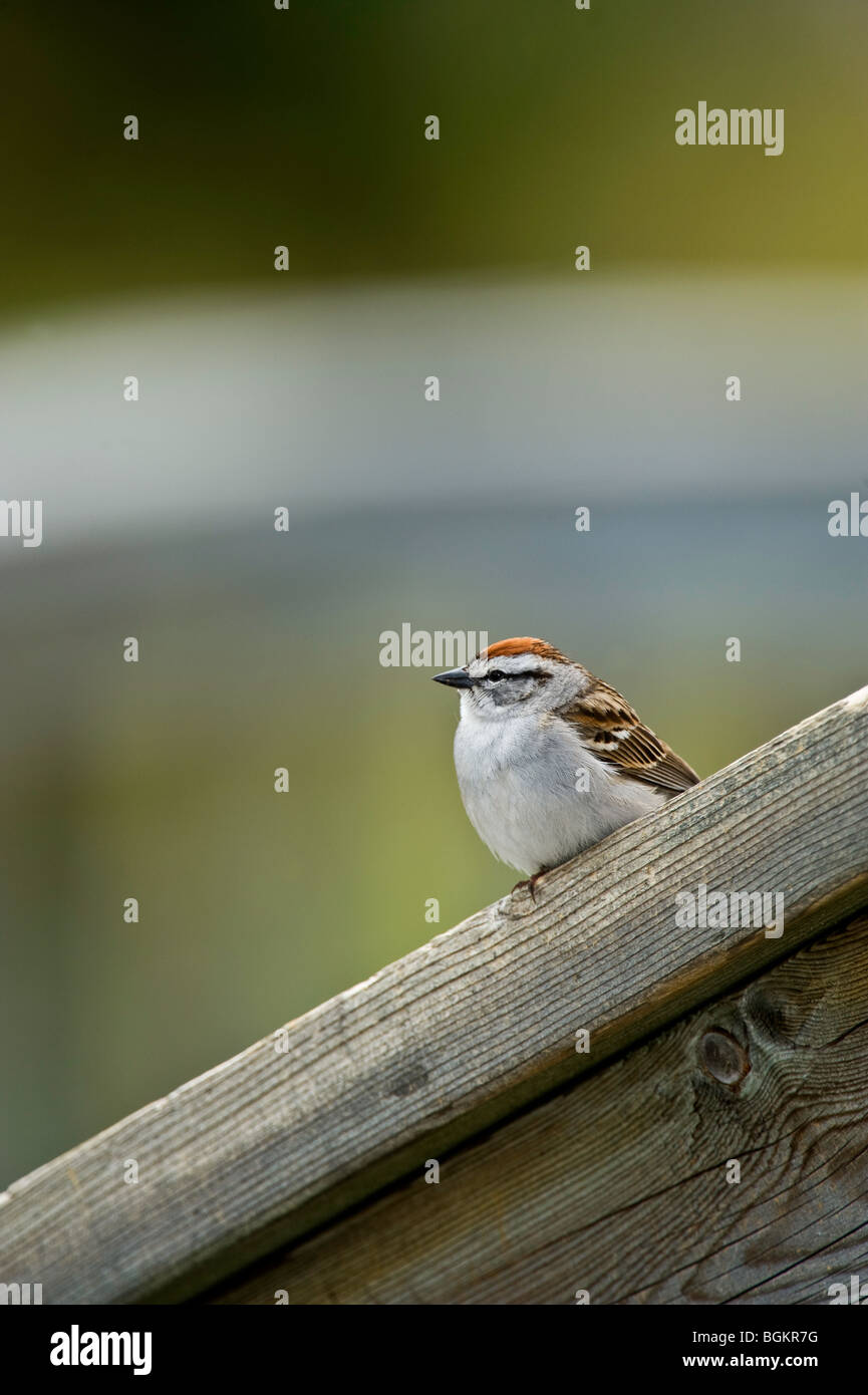 Chipping Sparrow (Spizella Passerina) thront Deck Geländer Ontario Stockfoto