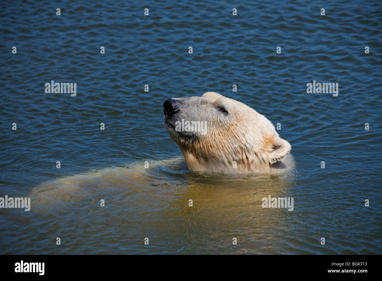 Eisbär (Ursus Maritimus / Thalarctos Maritimus) Schwimmen im Meer, Norwegen Stockfoto