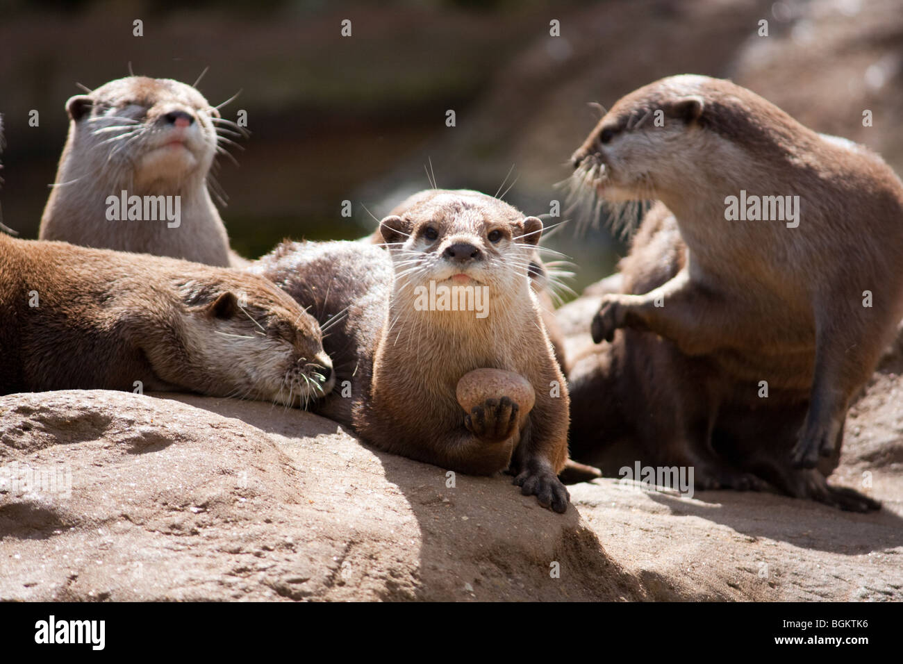 Asiatische kleine krallenbewehrten otter Stockfoto