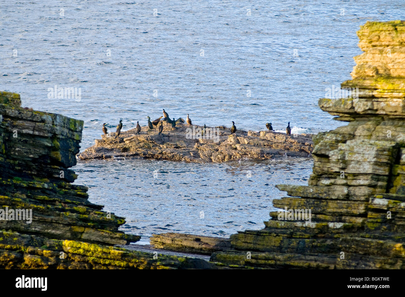 Seevögel auf den Felsen am Hesta Geo Atlantik North West Mainland Orkney.  SCO 5871 Stockfoto