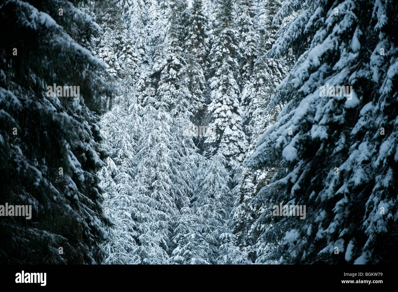 Schneebedeckten Wald Kiefern im oberen Wye Valley im Schnee, 1. Januar 2010 Stockfoto