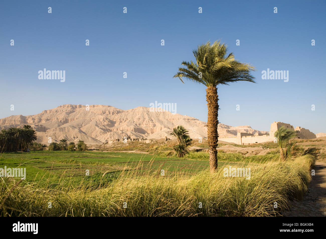 Blick über die Felder von Medinet Habu, Leichenhalle Tempel von Ramses III, Westufer des Nil, Luxor, Ägypten Stockfoto