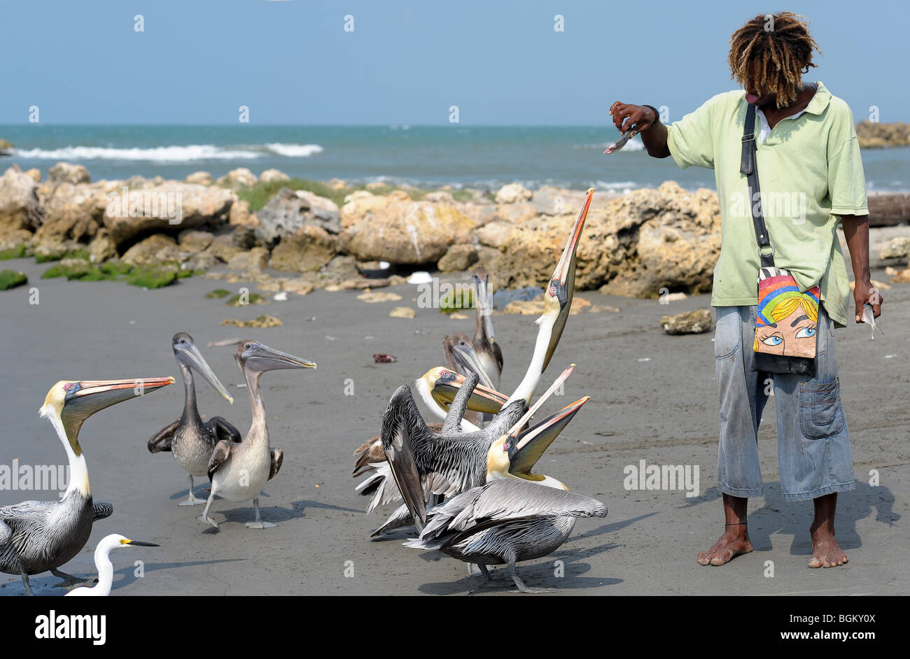 Mann füttern Pelikane am Strand in Cartagena, Kolumbien, Südamerika. Stockfoto
