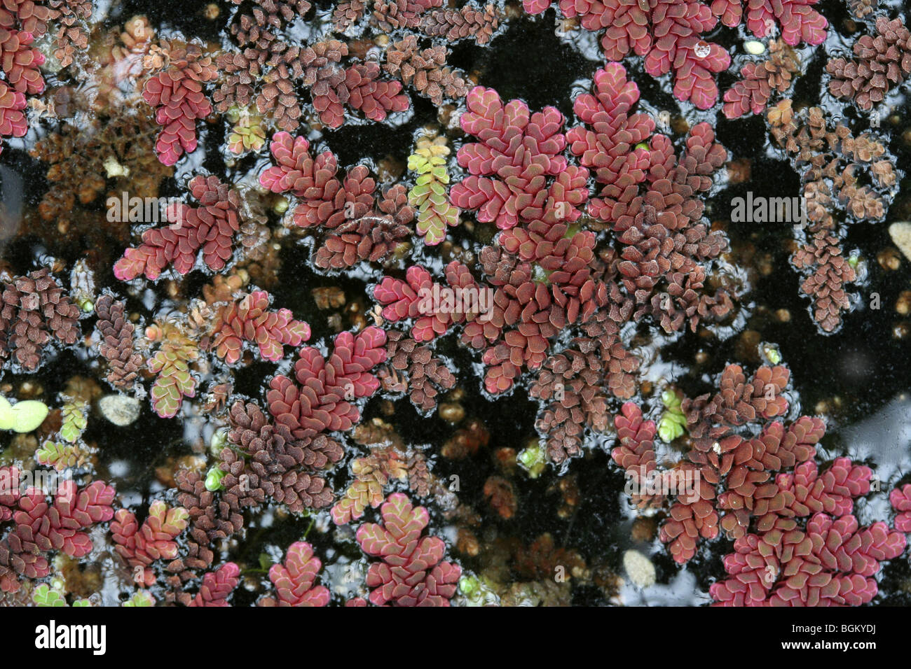 Wedel von einem Wasserfarn, Azolla sp. Stockfoto