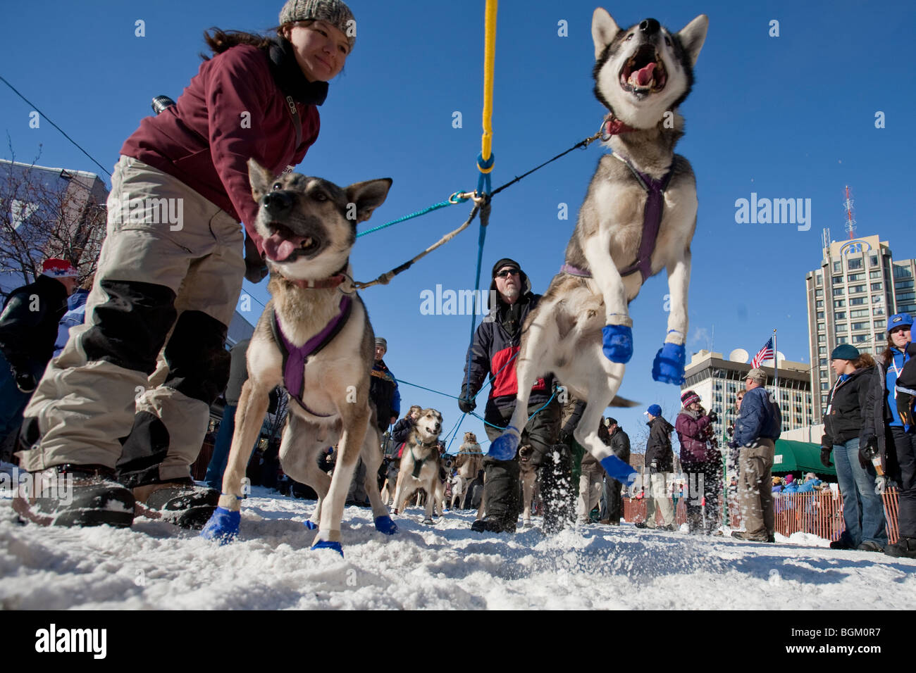 Schlittenhunde springen vor Aufregung im Vorgriff auf die zeremonielle Start des Iditarod Trail Sled Dog Race 2009. Stockfoto