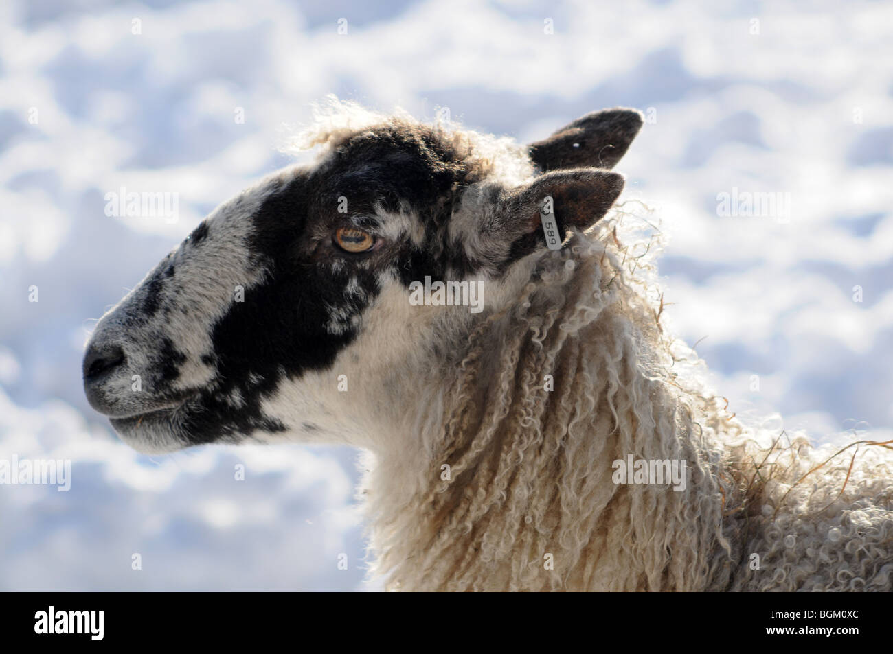 Nahaufnahme des Kopfes ein Mutterschaf in einem schneebedeckten Feld Stockfoto