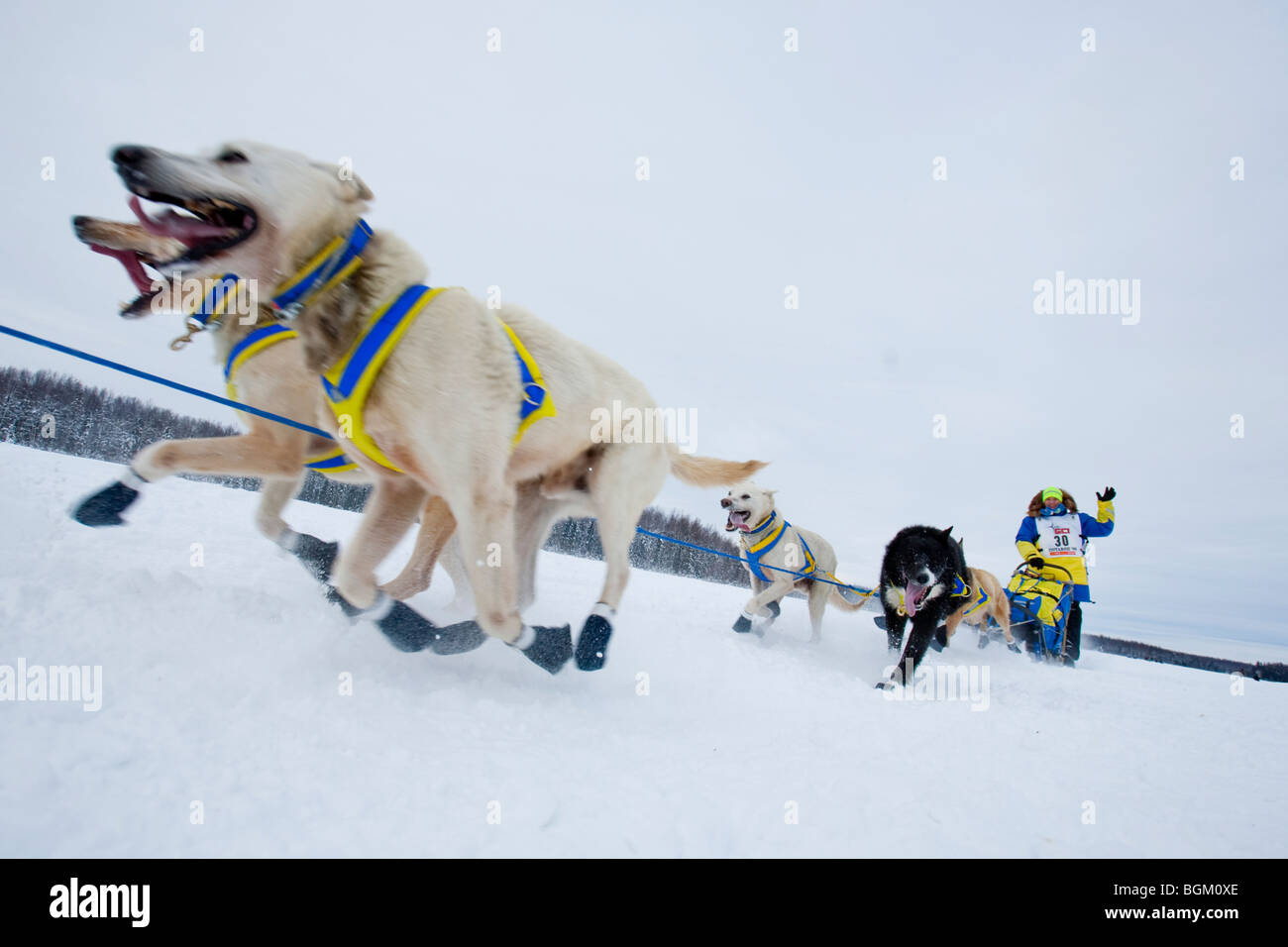 Alaska, Willow. Iditarod Trail Sled Dog Race 2009 offizielle Neustart. Musher am langen See. Stockfoto