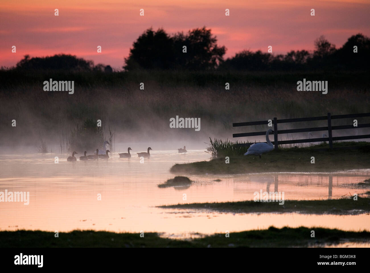 Schwäne und Gänse auf den Gewässern der Entwässerungsrinne neben dem Fluß Waveney Herringfleet Mill, Suffolk. Stockfoto