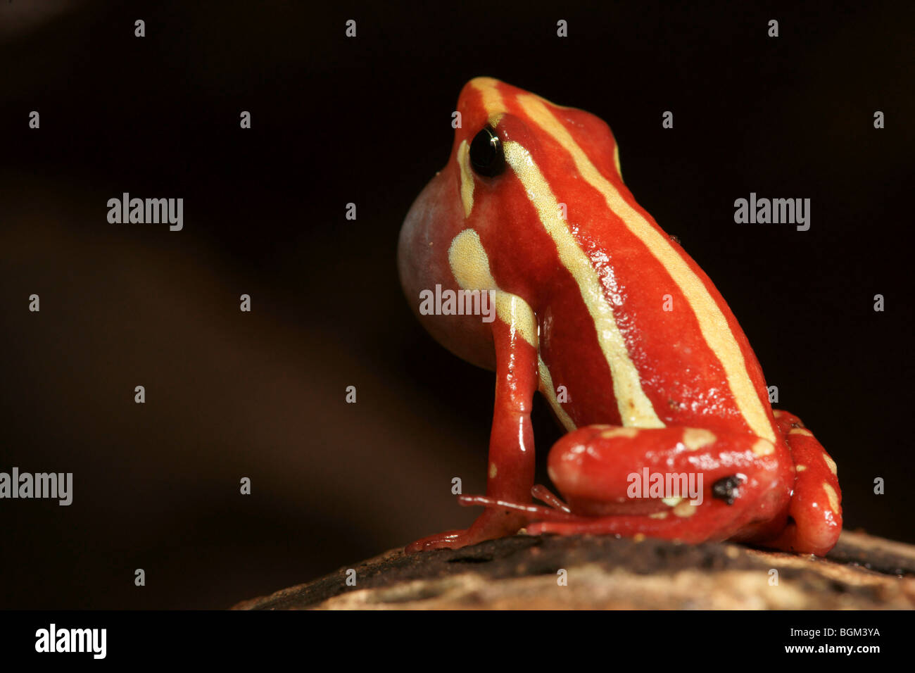 Phantasmal poison Frog (Epipedobates Tricolor) in Gefangenschaft Stockfoto