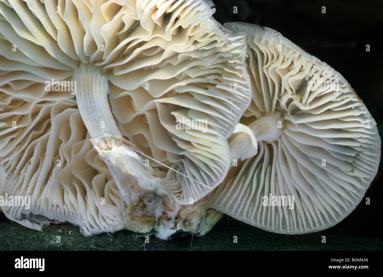 Porzellan-Pilz (Oudemansiella Mucida) Nahaufnahme der Unterseite zeigt Kiemen Stockfoto