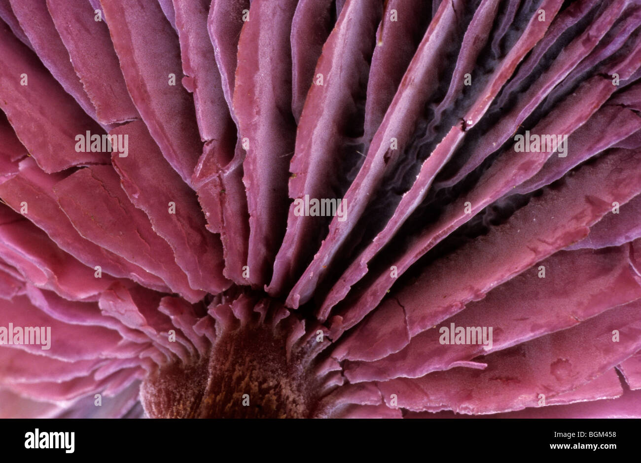 Amethyst Betrüger Pilz (Lacktrichterling Amethystina / Lacktrichterling Amethystea) Unterseite zeigt Kiemen Stockfoto