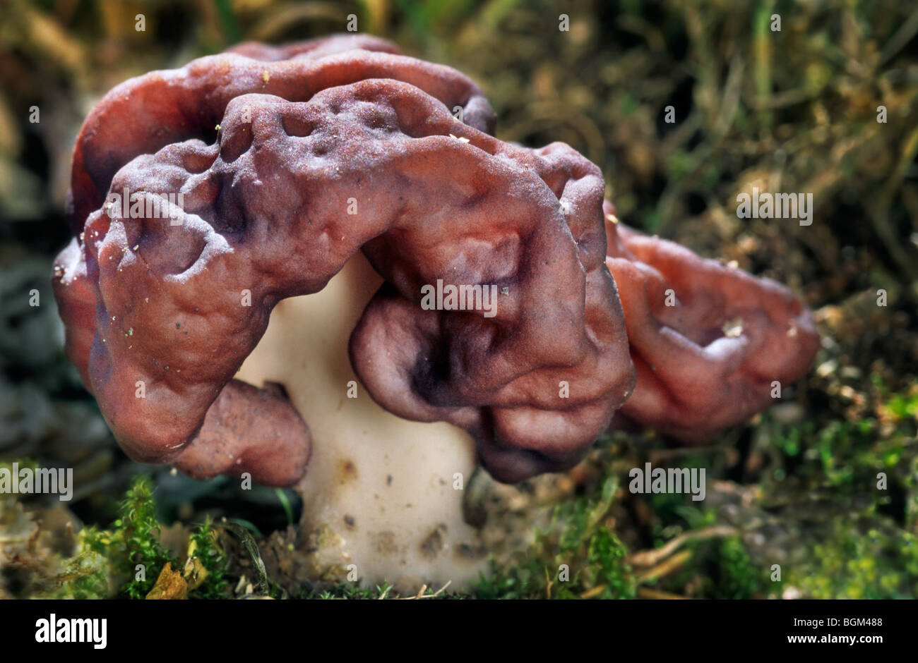 Gehirn-Pilz / Turban Pilz / Elefantenohren / false Morel Pilz (montanen  Esculenta Stockfotografie - Alamy