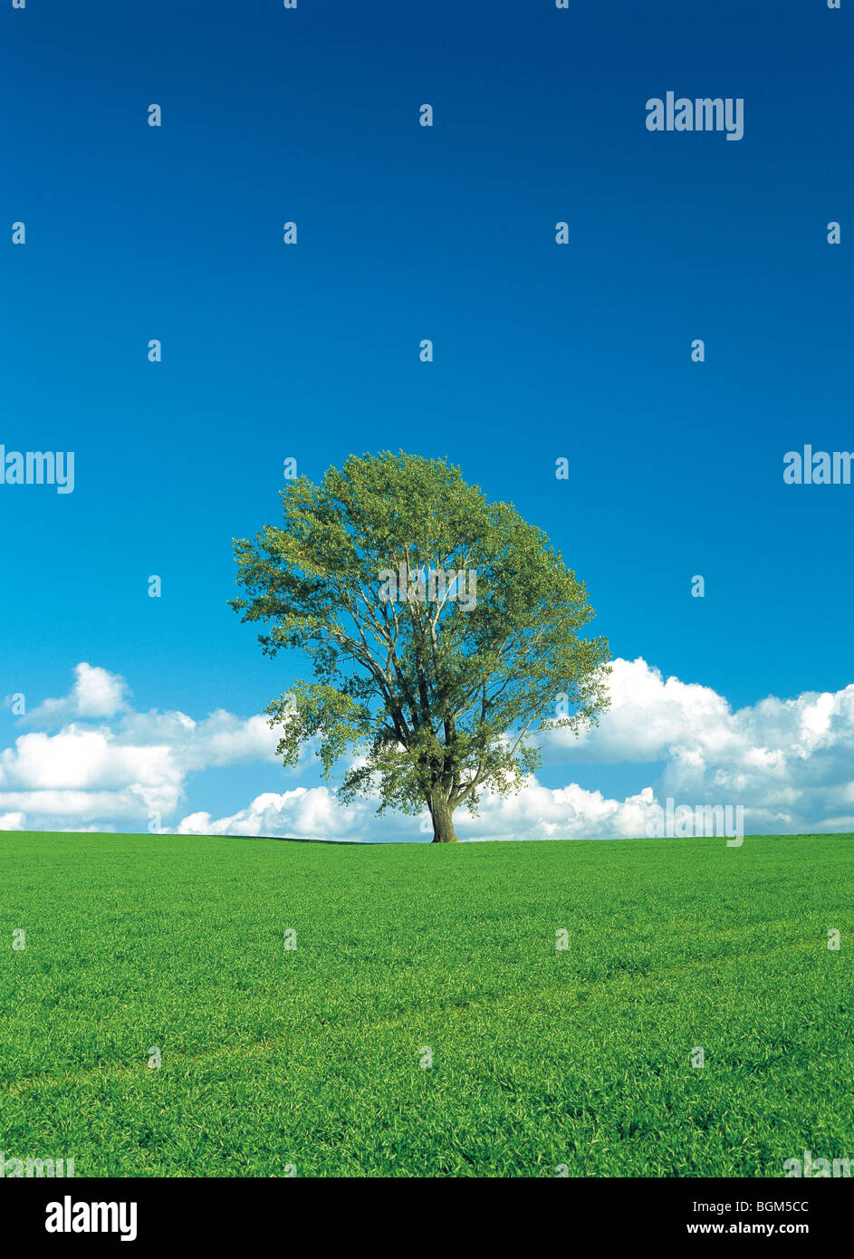 Einzelnen Baum in einem Feld unter einem blauen Himmel. Hokkaido, Japan Stockfoto