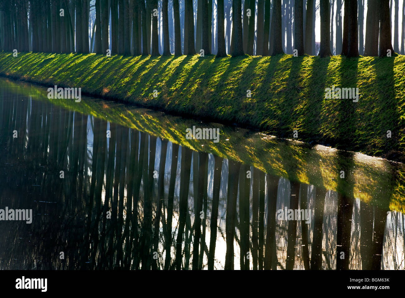 Reflexion der Pappeln (Populus SP.) in der Leopold-Kanals, Damme, West-Flandern, Belgien Stockfoto