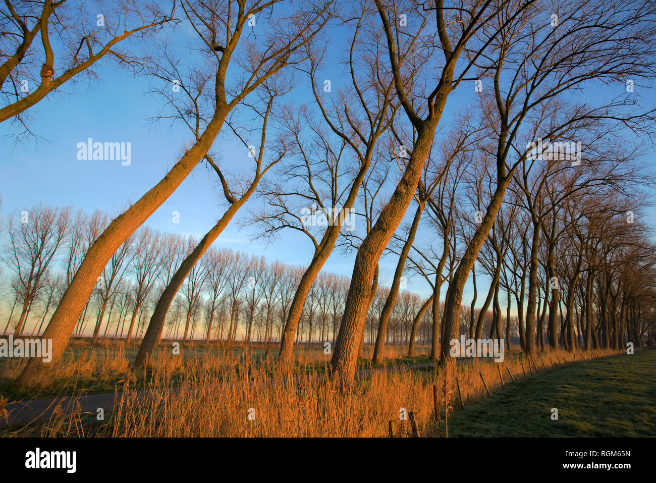Pappeln (Populus SP.) entlang Feld in Polderlandschaft, Damme, West-Flandern, Belgien Stockfoto