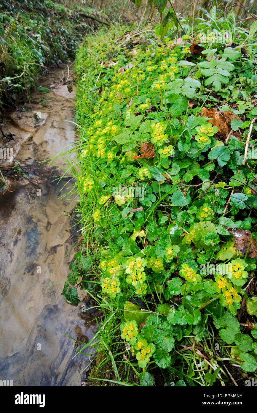 Gegenteil-leaved golden Steinbrech (Chrysosplenium Alternifolium) Bach im Wald, Belgien Stockfoto