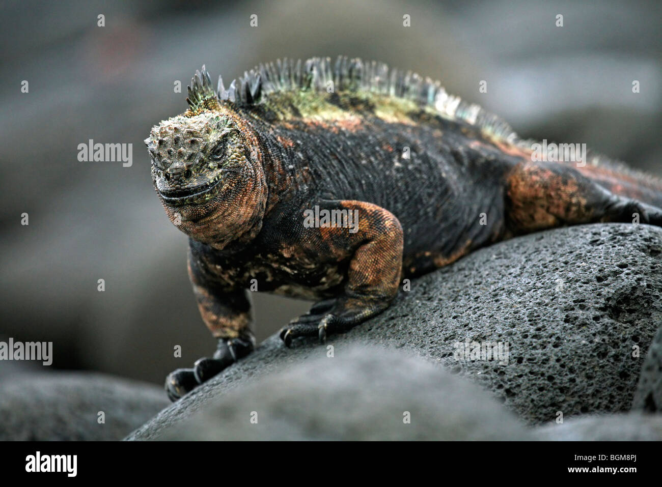 Marine Iguana (Amblyrhynchus Cristatus) North Seymour Island, Galápagos-Inseln, Ecuador, Lateinamerika Stockfoto Marine Iguana (Amblyrhynchus Cristatus) North Seymour Island, Galápagos-Inseln, Ecuador, Lateinamerika Stockfoto
