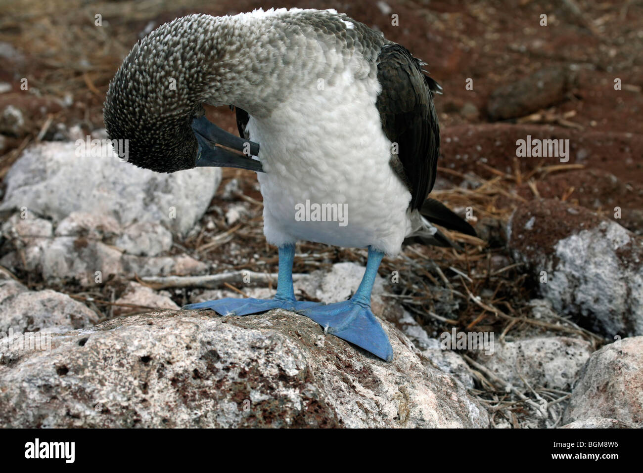 Blau-footed Sprengfallen (Sula Nebouxii Excisa) seine Federn, Galápagos-Inseln putzen Stockfoto