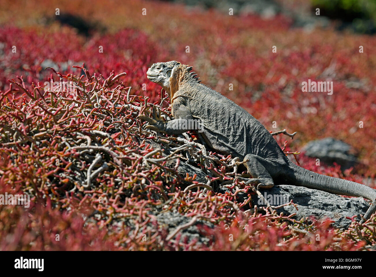 Marine Iguana (Amblyrhynchus Cristatus), Plazas Sur Island, Galápagos-Inseln, Ecuador, Lateinamerika Stockfoto Marine Iguana (Amblyrhynchus Cristatus), Plazas Sur Island, Galápagos-Inseln, Ecuador, Lateinamerika Stockfoto