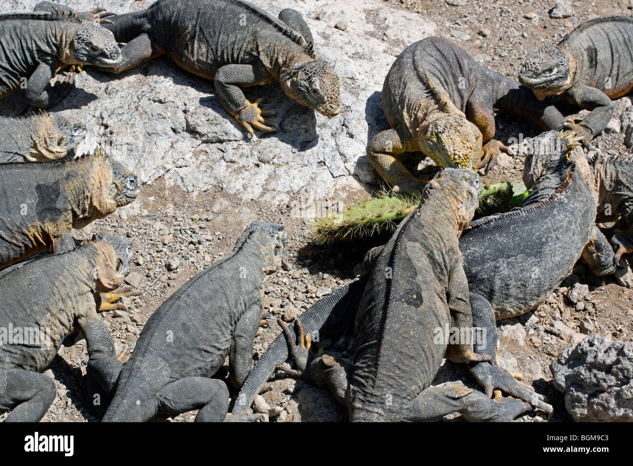 Meerechsen (Amblyrhynchus Cristatus) auf Felsen entlang der Küste, Insel Isabela, Galápagos-Inseln, Ecuador, Lateinamerika Stockfoto Meerechsen (Amblyrhynchus Cristatus) auf Felsen entlang der Küste, Insel Isabela, Galápagos-Inseln, Ecuador, Lateinamerika Stockfoto