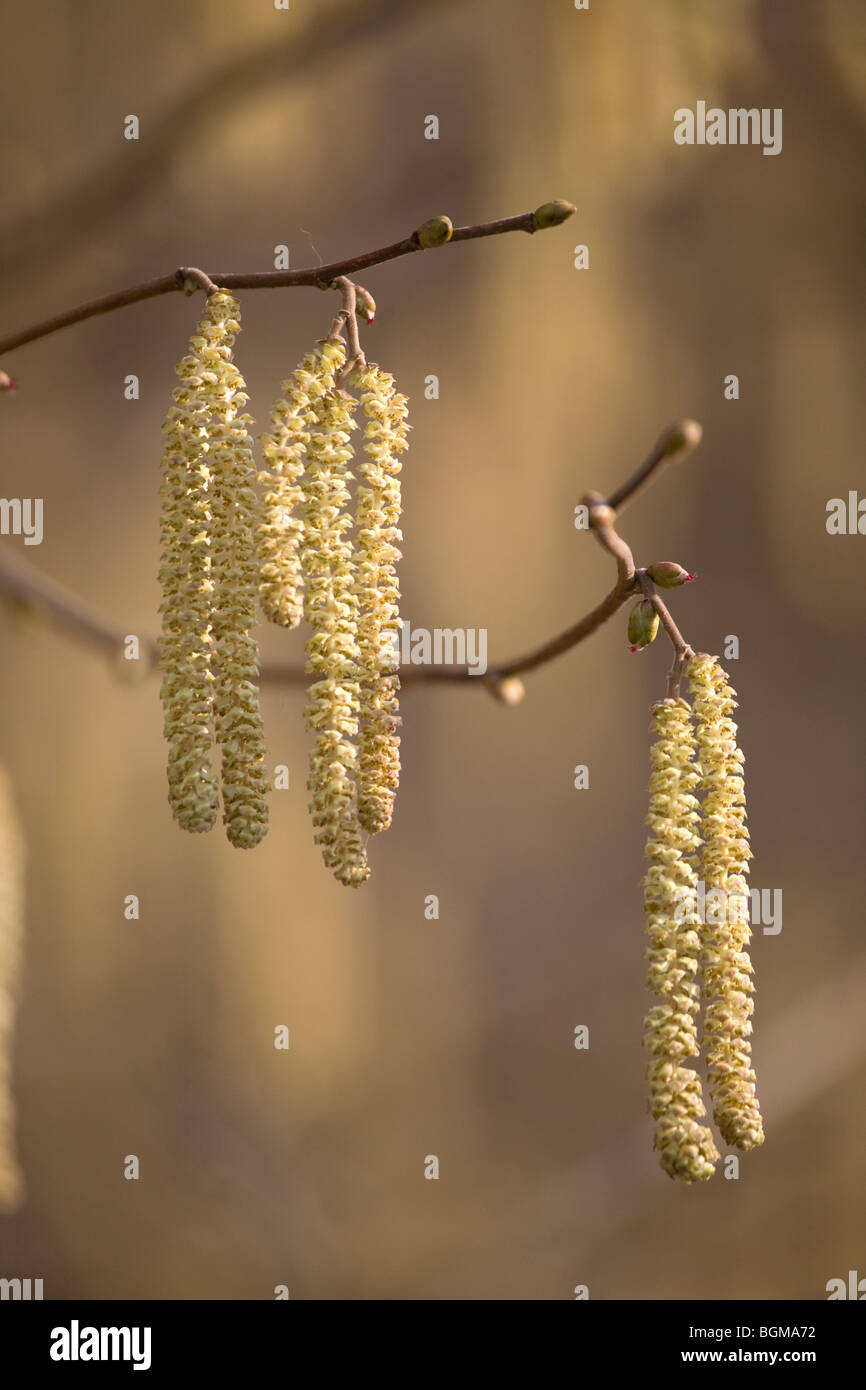 Erle Baum Kätzchen Alnus Glutinosa Stockfoto