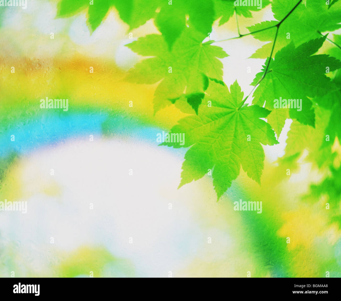 Grüne grüne Baum Stockfoto