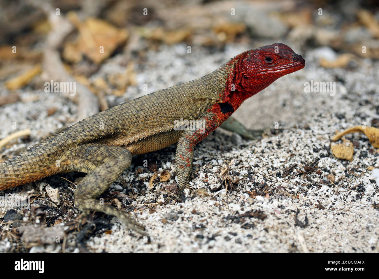 Weibliche Española Lava Eidechse / Hood Lava Eidechse (Microlophus Delanonis / Tropidurus Delanonis), Espanola Insel Galápagos-Inseln Stockfoto Weibliche Española Lava Eidechse / Hood Lava Eidechse (Microlophus Delanonis / Tropidurus Delanonis), Espanola Insel Galápagos-Inseln Stockfoto