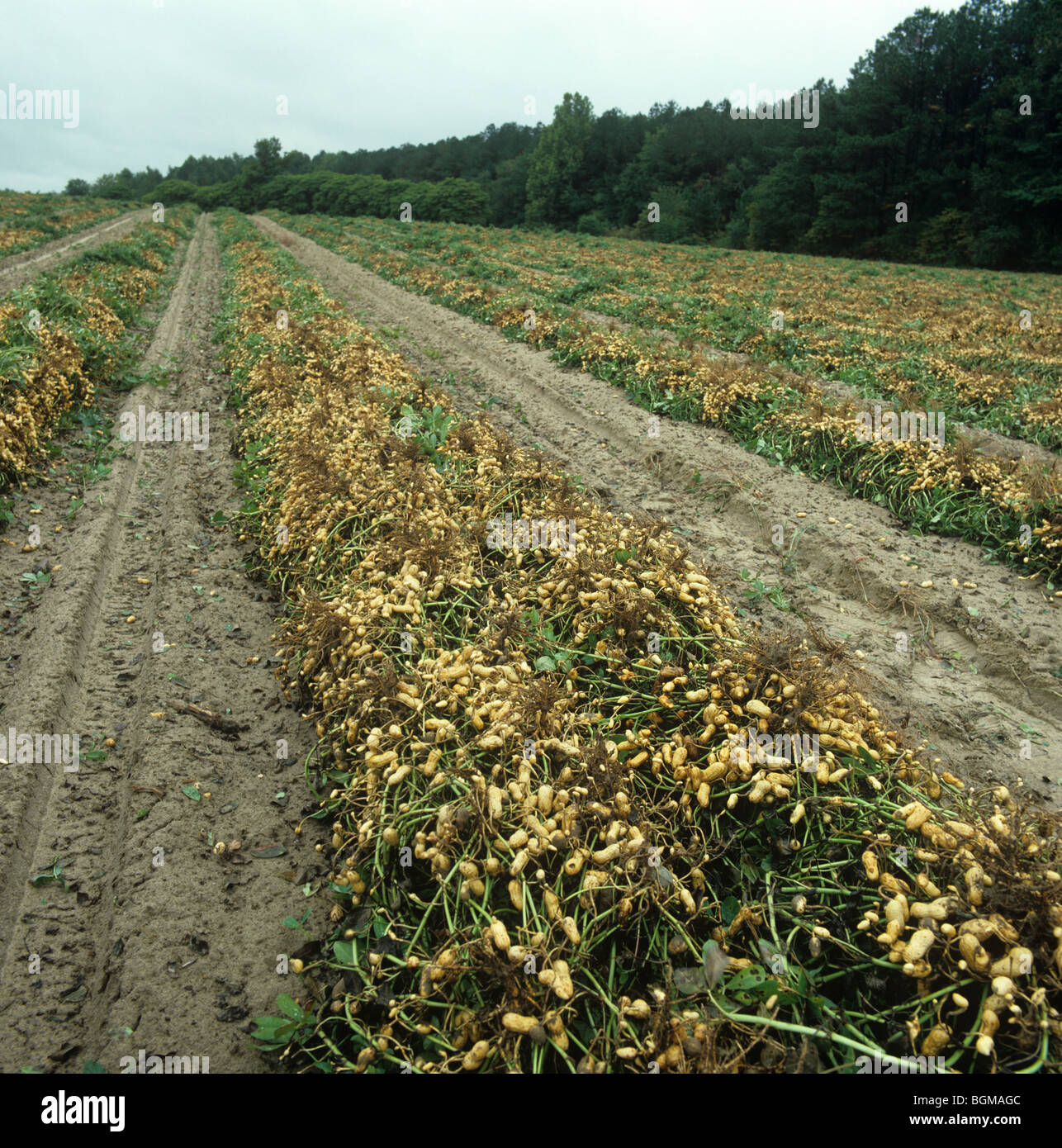 Umgedrehten Erdnüsse oder Erdnuss Creme (Arachis Hypogea) für Sammlung, North Carolina, USA Stockfoto