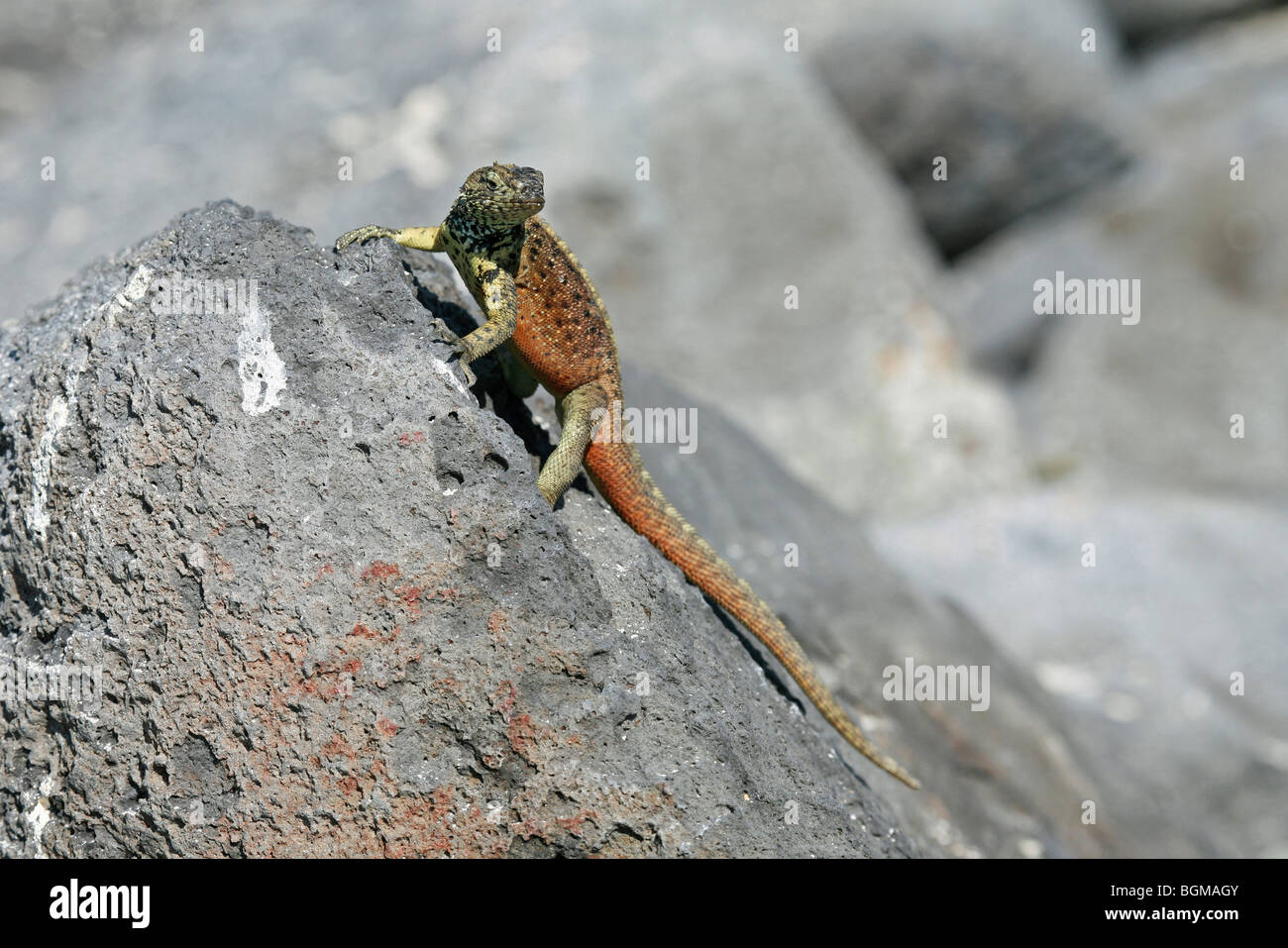 Española Lava Eidechse / Hood Lava Eidechse (Microlophus Delanonis / Tropidurus Delanonis) männlich, Espanola Insel, Galápagos-Inseln Stockfoto Española Lava Eidechse / Hood Lava Eidechse (Microlophus Delanonis / Tropidurus Delanonis) männlich, Espanola Insel, Galápagos-Inseln Stockfoto