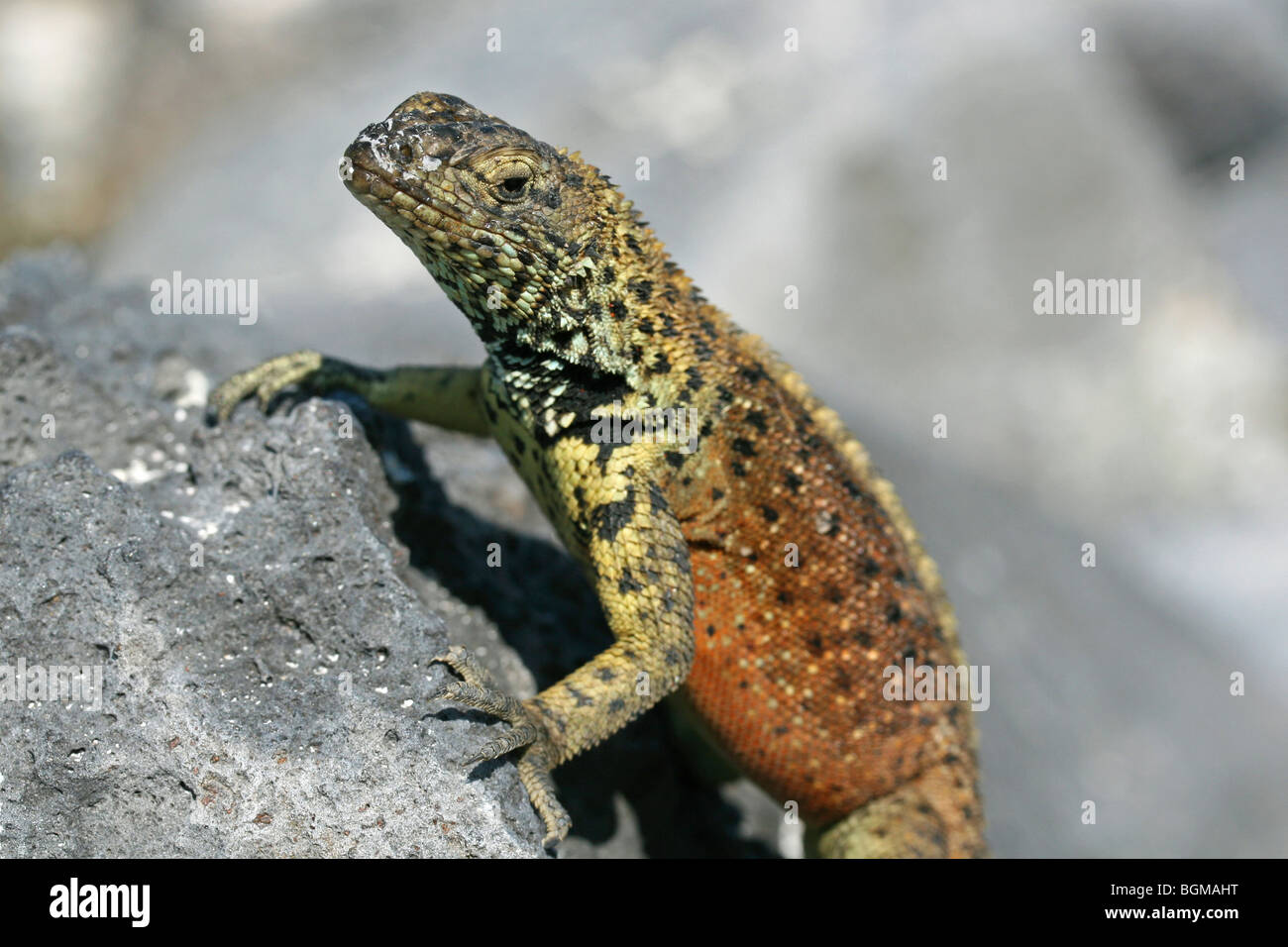 Española Lava Eidechse / Hood Lava Eidechse (Microlophus Delanonis / Tropidurus Delanonis) männlich, Espanola Insel, Galápagos-Inseln Stockfoto Española Lava Eidechse / Hood Lava Eidechse (Microlophus Delanonis / Tropidurus Delanonis) männlich, Espanola Insel, Galápagos-Inseln Stockfoto