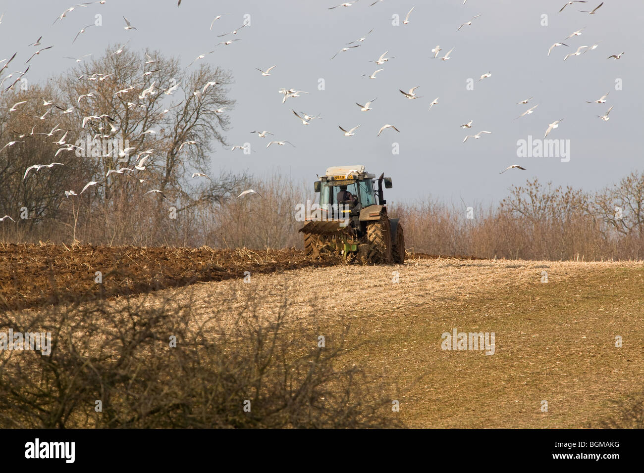 Pflügen mit Möwen nach Traktor Stockfoto