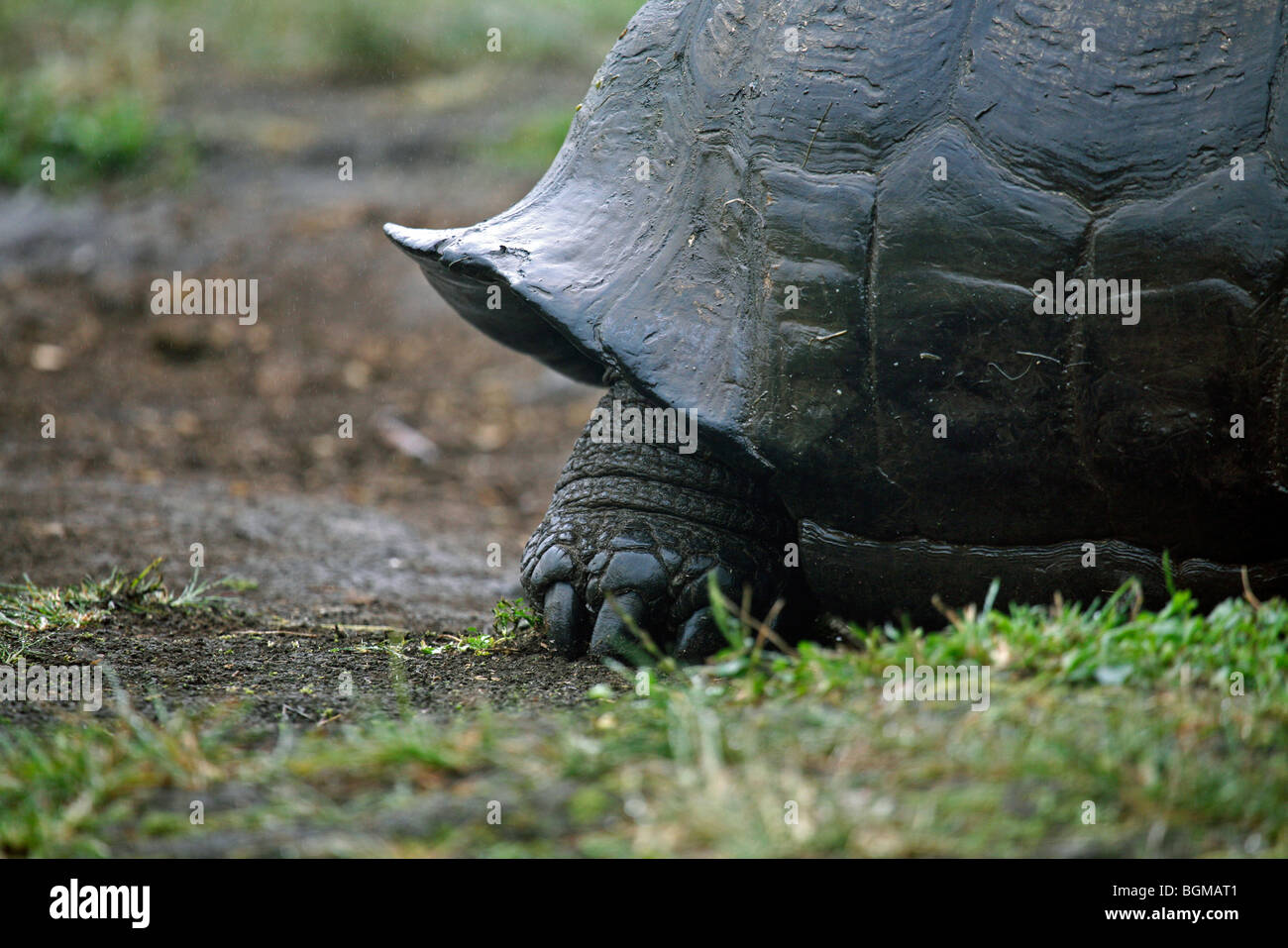 Galapagos-Riesenschildkröte (Geochelone Elephantopus / Chelonoidis Nigra) in der Darwin-Station, Santa Cruz Island, Galapagos Stockfoto Galapagos-Riesenschildkröte (Geochelone Elephantopus / Chelonoidis Nigra) in der Darwin-Station, Santa Cruz Island, Galapagos Stockfoto