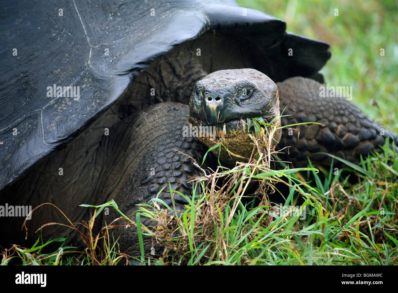 Galapagos-Riesenschildkröte (Geochelone Elephantopus / Chelonoidis Nigra) in der Darwin-Station, Santa Cruz Island, Galapagos Stockfoto Galapagos-Riesenschildkröte (Geochelone Elephantopus / Chelonoidis Nigra) in der Darwin-Station, Santa Cruz Island, Galapagos Stockfoto