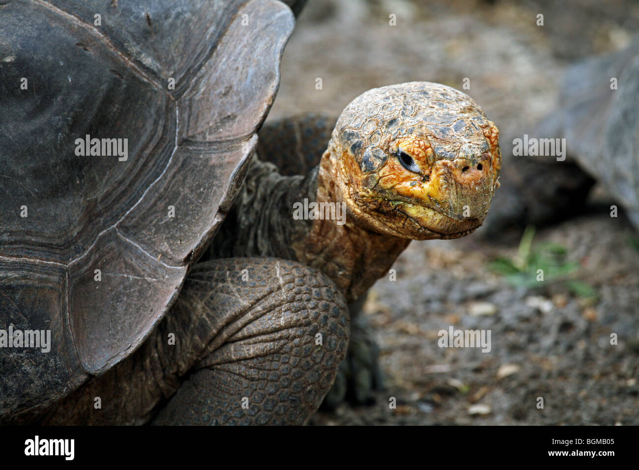 Galapagos-Riesenschildkröte (Geochelone Elephantopus / Chelonoidis Nigra) in der Darwin-Station, Santa Cruz Island, Galapagos Stockfoto Galapagos-Riesenschildkröte (Geochelone Elephantopus / Chelonoidis Nigra) in der Darwin-Station, Santa Cruz Island, Galapagos Stockfoto