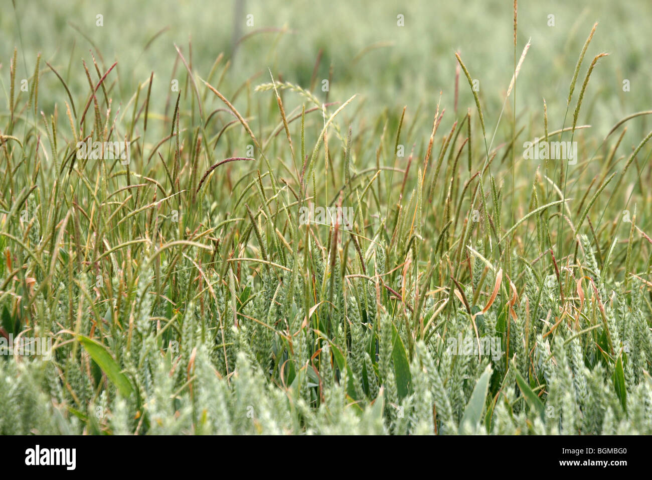 Ackerfuchsschwanz Alopecurus Myosuroides wächst in Weizen Stockfoto