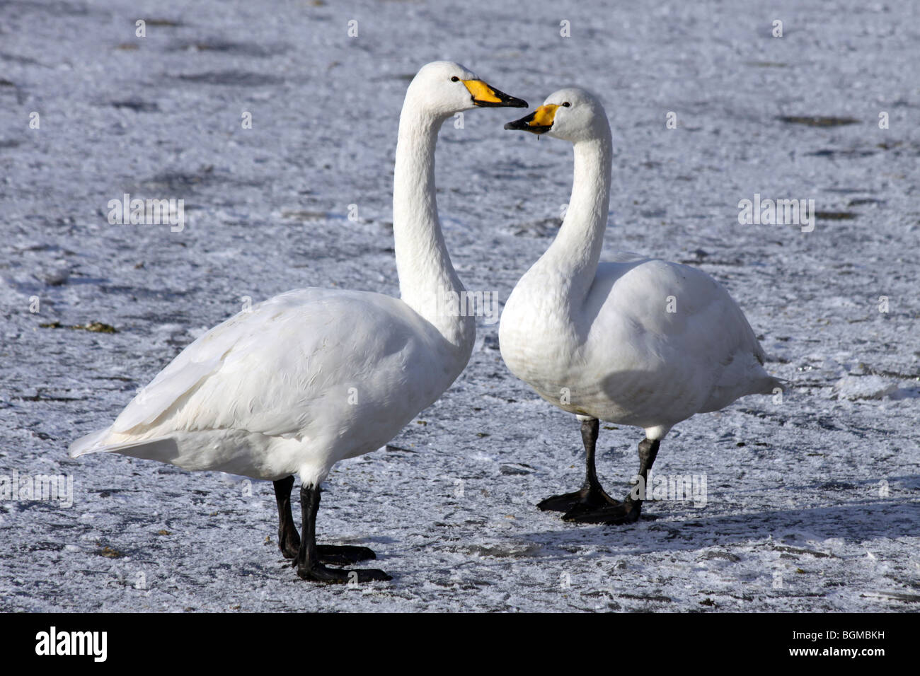 Zwei Whooper Schwäne Cygnus Cygnus stehend auf gefrorene Eis bei Martin bloße WWT, Lancashire UK Stockfoto