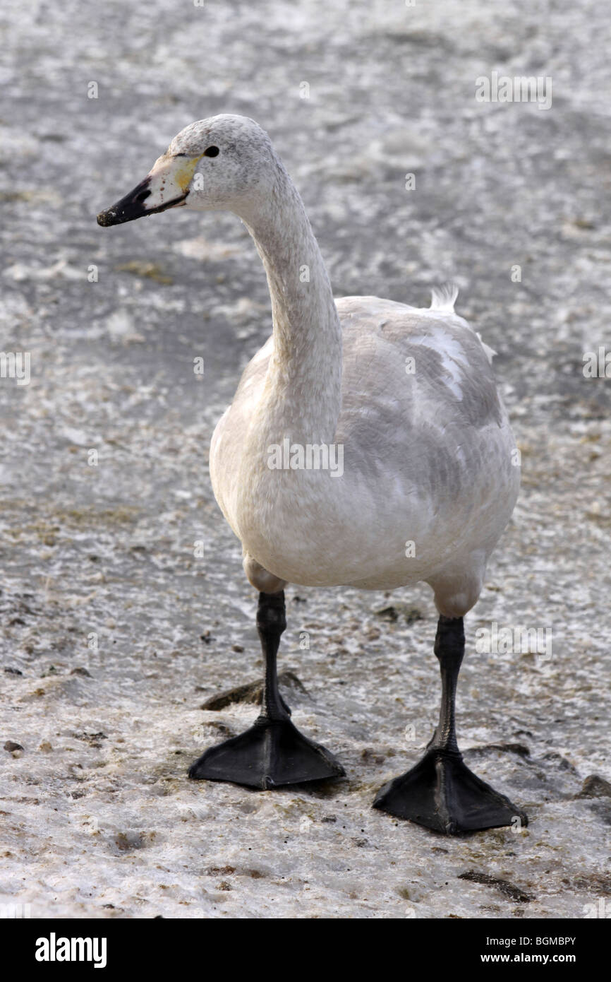 Whooper Schwan Cygnet Cygnus Cygnus stehend auf Eis bei Martin bloße WWT, Lancashire UK Stockfoto