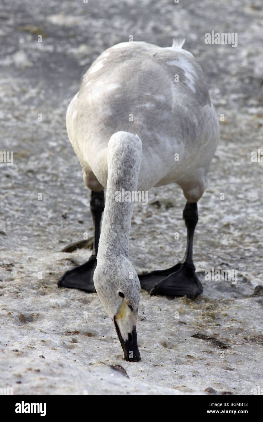 Whooper Schwan Cygnet Cygnus Cygnus Fütterung von Eis bei Martin bloße WWT, Lancashire UK Stockfoto